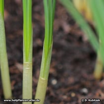 Echter Safran (Crocus sativus), Blätter