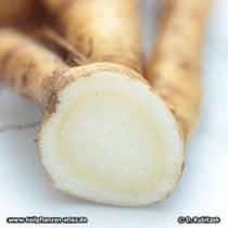 Querschnitt durch die Wurzeln des Gelben Enzians (Gentiana lutea) 