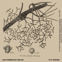 Mistel; Viscum album; Historisches Bild