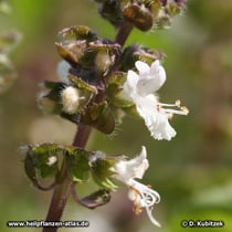 Basilikum (Ocimum basilicum)