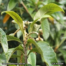 Japanische Wollmispel (Eriobotrya japonica; Syn. Rhaphiolepis bibas)
