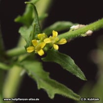 Weg-Rauke (Sisymbrium officinale)