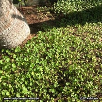Asiatischer Wassernabel ("Gotu Kola", Centella asiatica), Wassernabelkraut