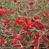 Chinesische Scheinquitte (Chaenomeles speciosa)