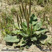 Breit-Wegerich (Plantago major)