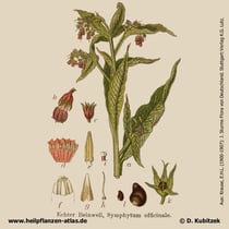 Gewöhnlicher Beinwell, Symphytum officinale, Historisches Bild