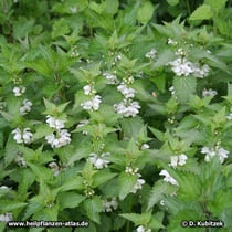 Weiße Taubnessel (Lamium album) wächst hier flankiert von Brennnessel am Wegrand