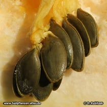 Steirischer Ölkürbis (Cucurbita pepo var. styriaca), Kerne