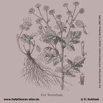Historische Grafik: Mutterkraut (Tanacetum parthenium)