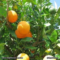 Orange (Citrus aurantium)