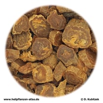 Ginsengwurzel (Ginseng radix). Hier: RoterGinseng.