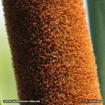Schmalblättriger Rohrkolben (Typha angustifolia), weiblicher Blütenstand