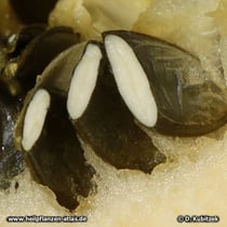 Steirischer Ölkürbis (Cucurbita pepo var. styriaca), Kerne aufgeschnitten