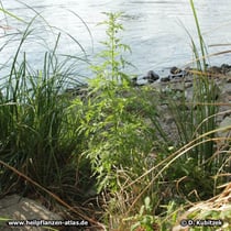 Einjähriger Beifuß (Artemisia annua) wächst hier am Ufer der Elbe (Sachsen-Anhalt)