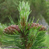 Zweig der Latschenkiefer (Pinus mugo) mit zwei geschlossenen Zapfen