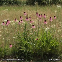 Blasser Sonnenhut (Echinacea pallida), Wuchsform