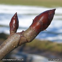 Die Winterknospen der Rosskastanie (Aesculus hippocastanum) sind charakteristisch klebrig.