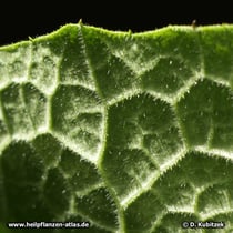 Himalayascharte (Saussurea costus),  Blatt Unterseite