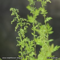Einjähriger Beifuß (Artemisia annua)