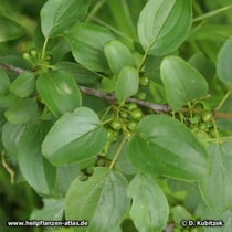 Purgier-Kreuzdorn (Rhamnus catharticus), Blätter und Früchte