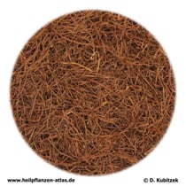 Maisgriffel (Stigmata Maydis)