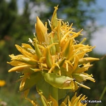 Gelber Enzian (Gentiana lutea), Blüten