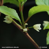 Schisandra chinensis, Blüten