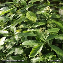 Brechwurzel (Carapichea ipecacuanha) ist eine niedrig (bis 50 cm hoch) wachsende Pflanze