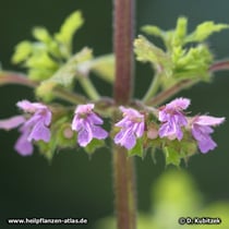 Schwarznessel (Ballota  nigra)