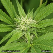 Hanf (Gewöhnlicher Hanf, Cannabis sativa)