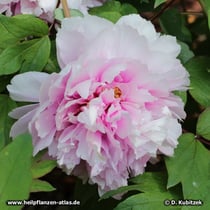 Strauchpäonie (Paeonia x suffruticos)