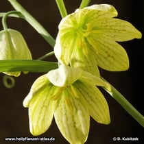 Zhekiang-Fritillaria (Fritillaria thunbergii)
