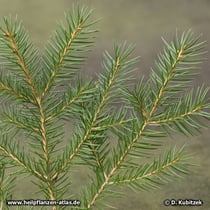 Die Zweige der Gemeinen Fichte (Picea abies) sind unbehaart.