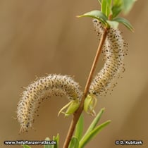 Purpur-Weide (Salix purpurea), männliche Blütenkätzchen mit Staubbeuteln nach dem Stäuben (dunkel bräunlich).