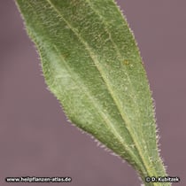 Schmalblättrigen Sonnenhuts (Echinacea angustifolia), Blattunterseite mit Haaren