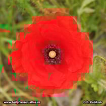 Klatsch-Mohn (Papaver rhoeas)