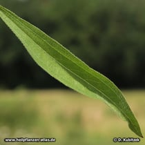 Blasser Sonnenhut (Echinacea pallida), Blatt Oberseite mit Haare
