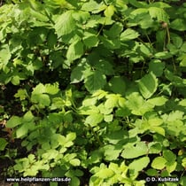 Brombeerstrauch (Rubus fruticosus)