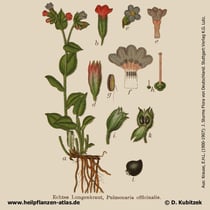 Echtes Lungenkrat, Pulmonaria officinalis, Historisches Bild