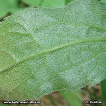 Echte Goldrute (Solidago virgaurea), Blatt Unterseite