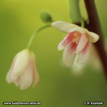 Schisandra chinensis, Blüten