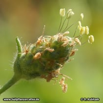 Flohsamen (Flohsamen-Wegerich, Plantago afra)