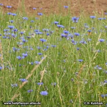 Kornblume (Centaurea cyanus), blühender Streifen am Wegrand, wahrscheinlich angesät.