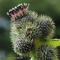 Himalayascharte (Saussurea costus) mit einem aufgeblühten Blütenstand