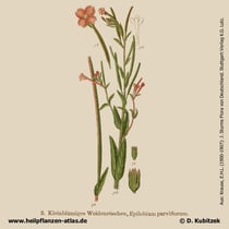 Kleinblütiges Weidenröschen, Epilobium parviflorum, Historisches Bild