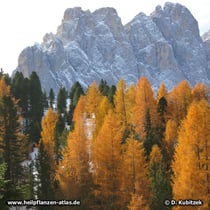 Lärche (Europäische Lärche, Larix decidua)