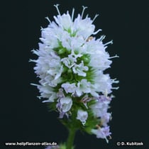 Krauseminze (Mentha aquatica varietät crispa), Blütenstand