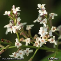Zitronenverbene (Aloysia citriodora), Blütenstand