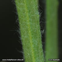 Indischer Flohsamen (Plantago ovata), Unterseite Blatt