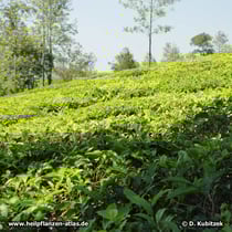 Tee-Strauch (Camellia sinensis)